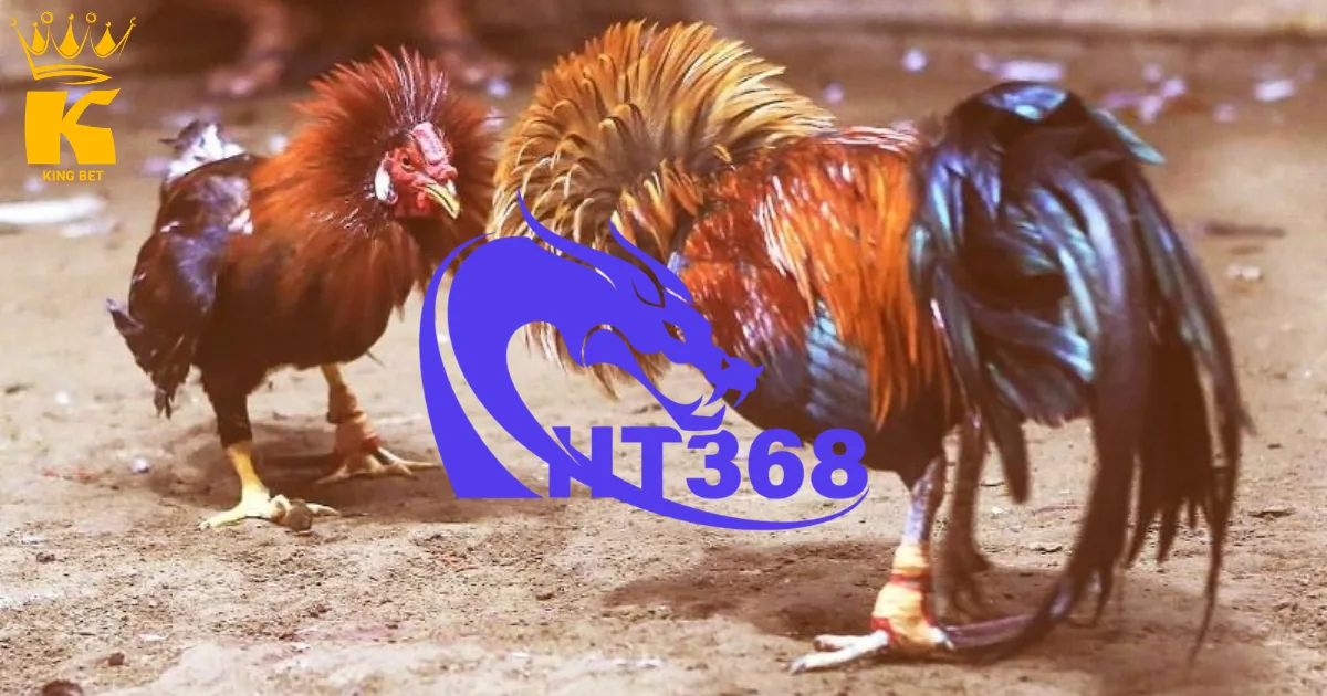 ht368