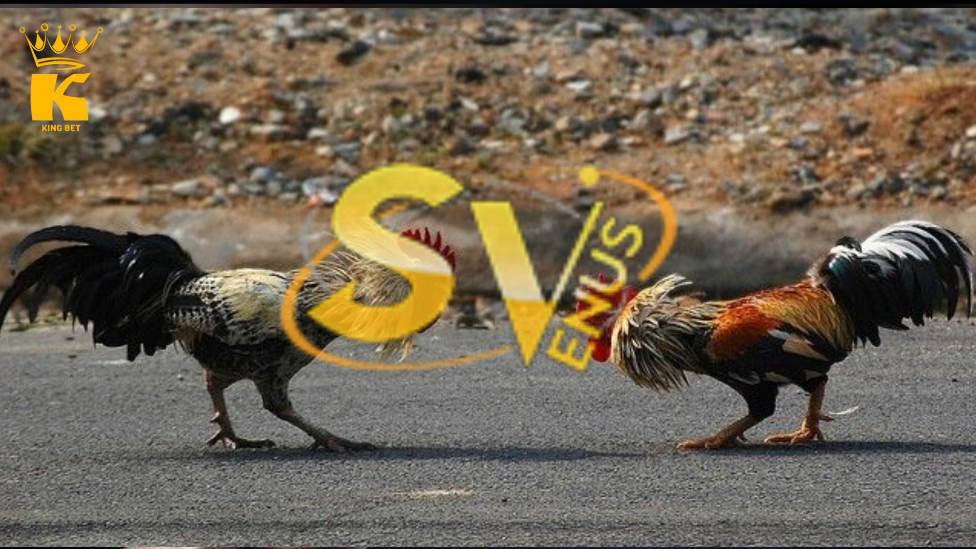 sv388