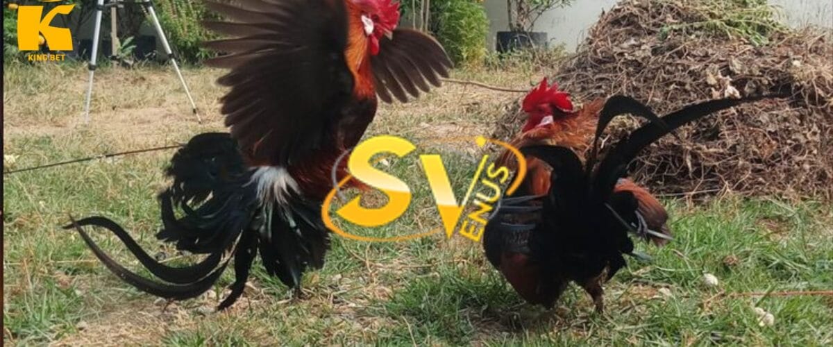 sv388