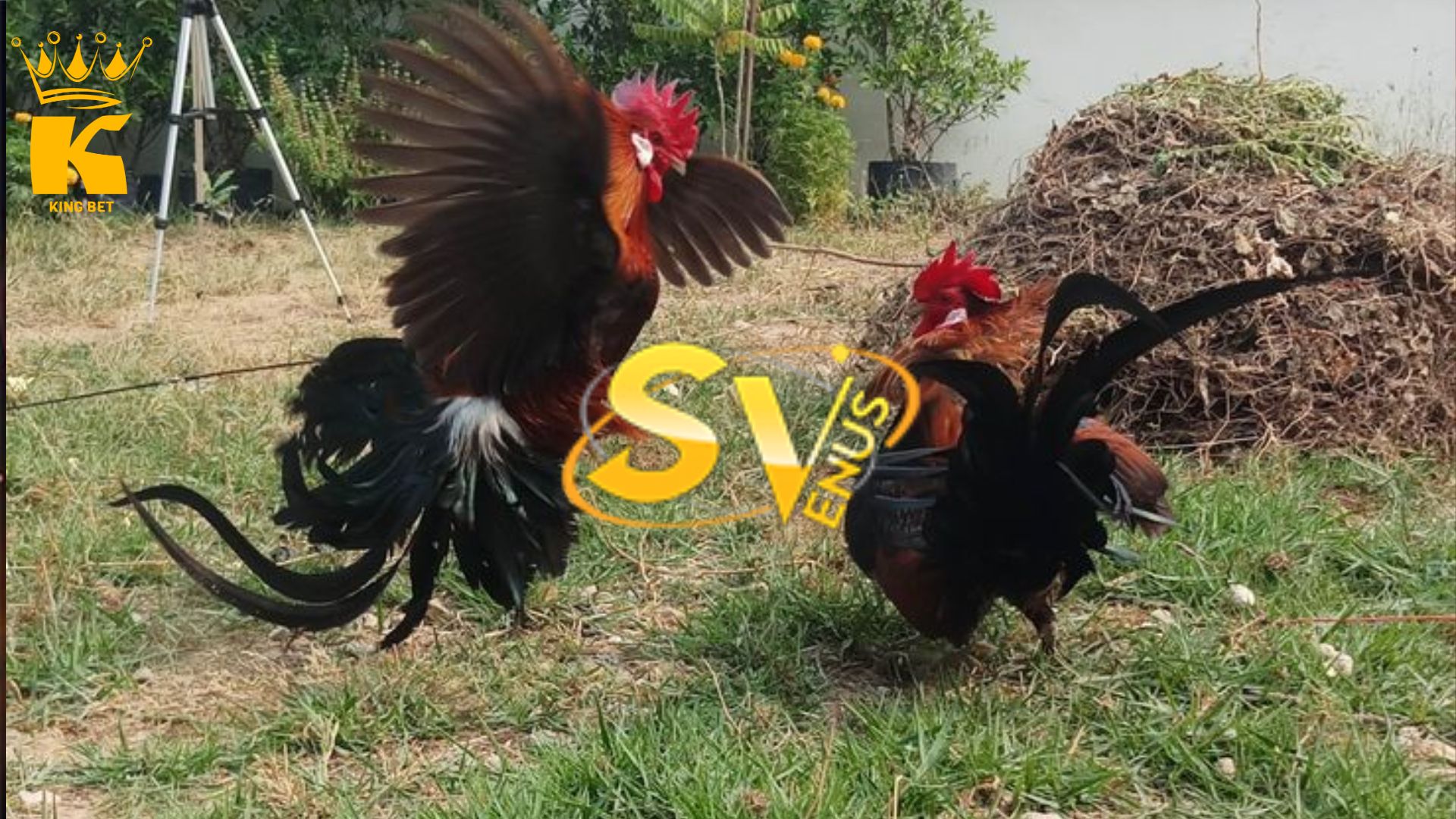sv388