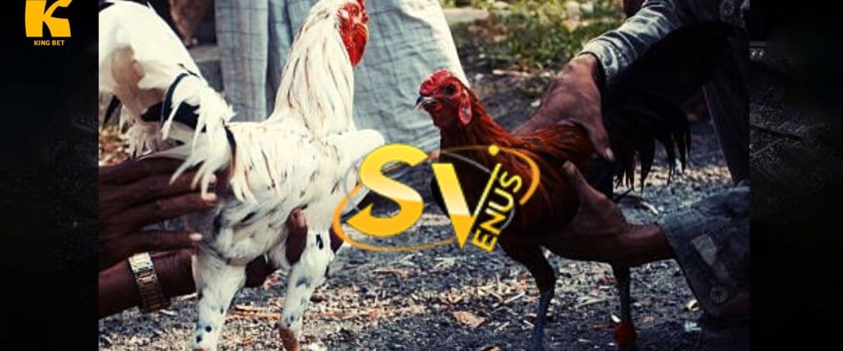 sv388
