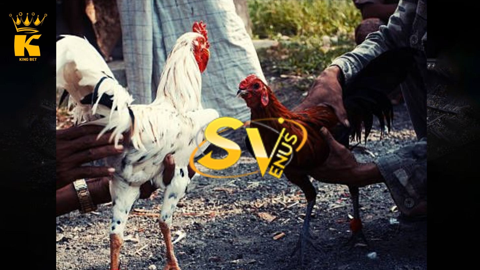 sv388
